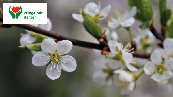 Zdjęcie ogłoszenia