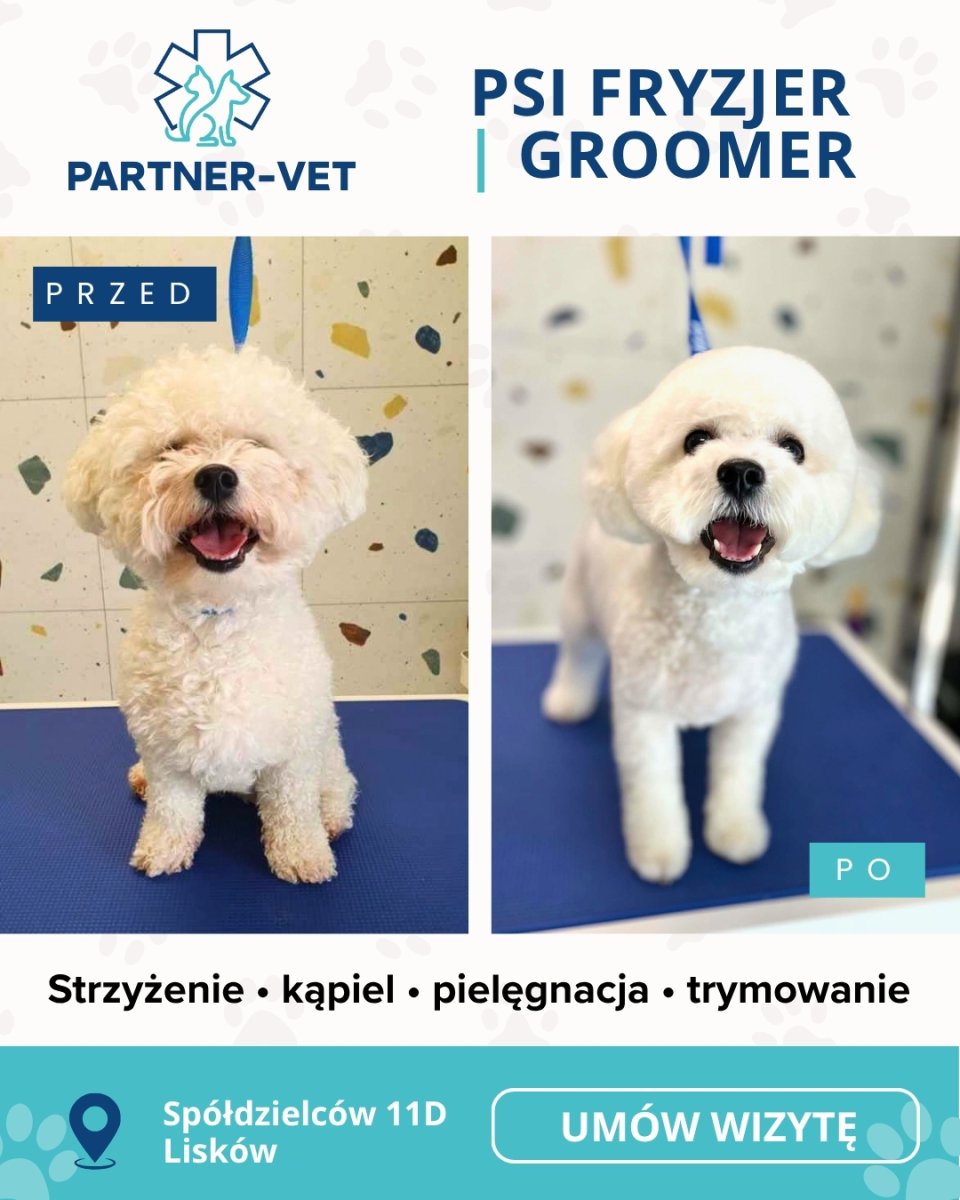 Psi fryzjer Kalisz i okolice